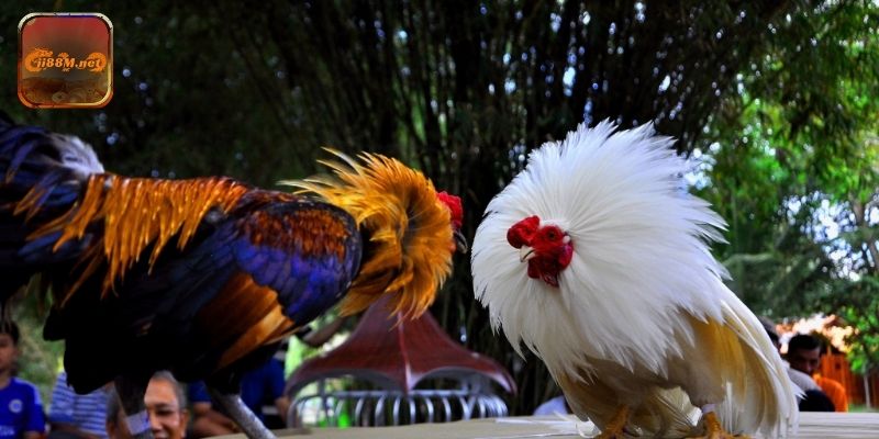 Áp dụng chiến thuật và mẹo đặt cược đá gà 88M hiệu quả