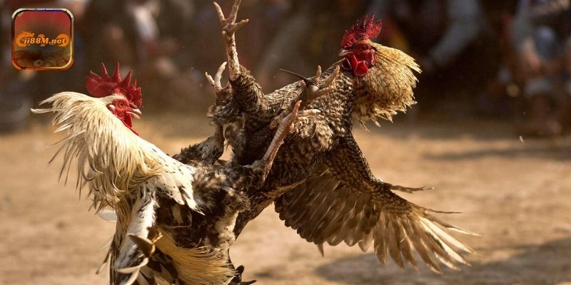 Khám phá các chế độ và công cụ hỗ trợ đá gà mạng ăn tiền 88M