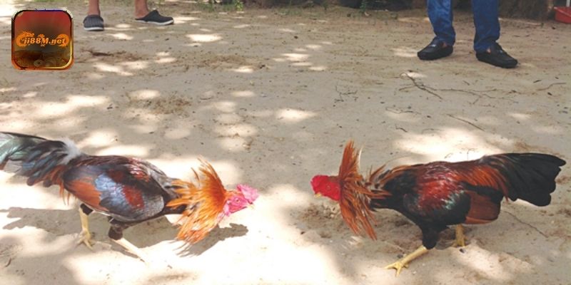 Đá Gà Trực Tiếp Casino