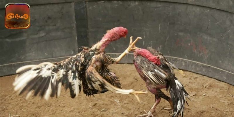 Khám phá tính năng và công cụ hỗ trợ tại sảnh đá gà trực tiếp casino