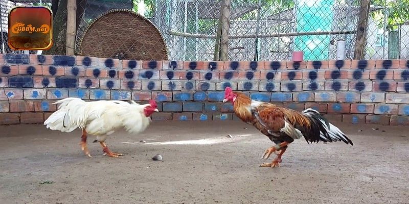 Áp dụng chiến thuật thông minh cho các kèo cược đá gà tại 88M