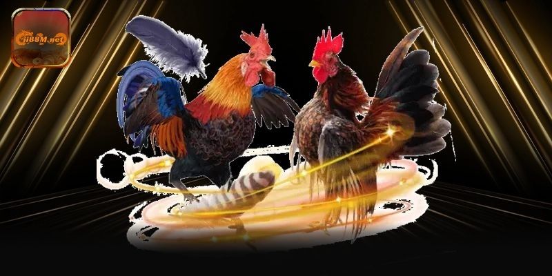 Khám phá tính năng và công cụ hỗ trợ tại sảnh đá gà W168